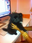 Filhote macho 50 dias de Spitz Alemão – Lulu da Pomerânia