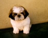 SHIH-TZU – Proprietária Médica Veterinária