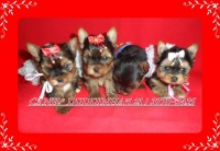 Lindos yorkshire com pedigree