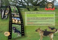Vendo filhotes de pastor alemão