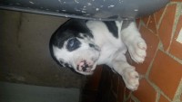 Vende-se lindos filhotes dog alemão 47 dias