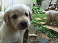 Filhotes de labrador puros e vermifugados