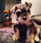 Filhotes de Schnauzer miniatura