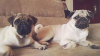 Vende-se casal de pug