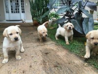 Filhotes de labrador puros e vermifugados