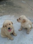 Vende-se filhotes de golden retriever