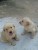 Vende-se filhotes de golden retriever - Imagem4