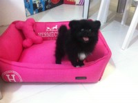 Filhote macho 50 dias de Spitz Alemão – Lulu da Pomerânia