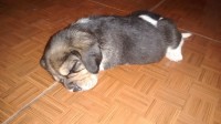 Cachorrinhas Beagle