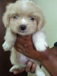 Lindos Filhotes de Lhasa Apso – Imperdível