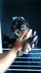 Lindos yorkshire com pedigree