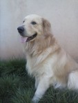 Lindos filhotes de golden retrivier