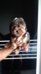 Lindos yorkshire com pedigree