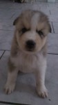 Venda de husky siberiano filhotes