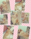Vende-se filhotes de golden retriever