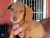 Basset-Hound-dachshund-R300-20140131112244