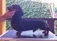 Dachshund Anão Padreador