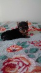 Lindos yorkshire com pedigree