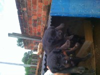Vendo lindos filhotes de Rottweiler