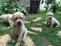 Filhotes de labrador puros e vermifugados