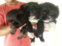 Lindos Filhotes de Lhasa Apso – Imperdível