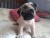 Pug - 68 dias.