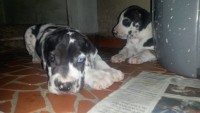 Vende-se lindos filhotes dog alemão 47 dias