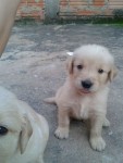 Vende-se filhotes de golden retriever