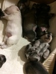 Filhotes de Schnauzer miniatura
