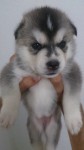 Venda de husky siberiano filhotes