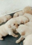 Filhote de Golden Retriever