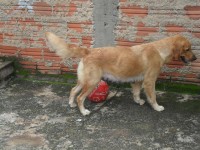 Vende-se filhotes de golden retriever
