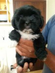 Lindos Filhotes de Lhasa Apso – Imperdível