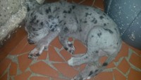 Vende-se lindos filhotes dog alemão 47 dias