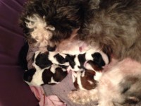 Filhotes de shih tzu