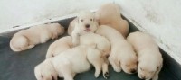 Filhote de Golden Retriever