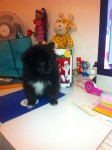 Filhote macho 50 dias de Spitz Alemão – Lulu da Pomerânia