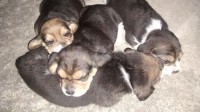 Cachorrinhas Beagle