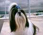 SHIH-TZU – Proprietária Médica Veterinária