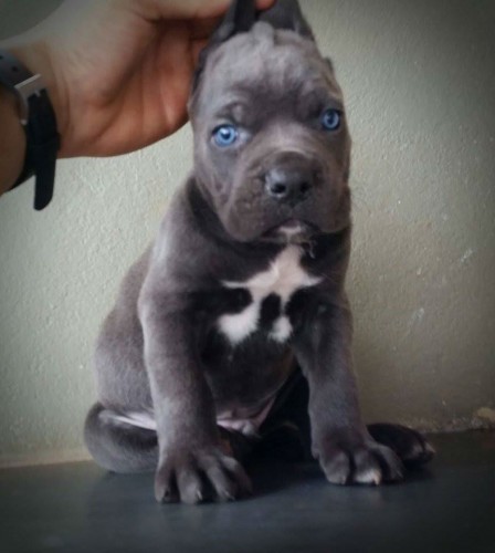 Filhotes De Cane Corso Italiano Com Pedigree Cbkc