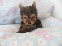 Lindos yorkshire com pedigree
