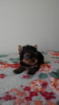 Lindos yorkshire com pedigree