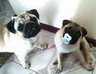 Vende-se casal de pug
