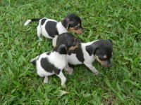 Terrier brasileiro