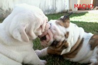 buldogue inglês filhotes