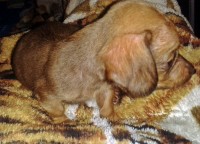 FILHOTES DE DACHSHUND ANÃO E MINIATURA PELO CURTO
