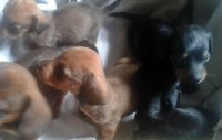 FILHOTES DE DACHSHUND ANÃO E MINIATURA PELO CURTO