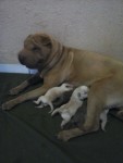 Sharpei