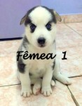 Husky siberianos