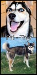 Husky siberianos